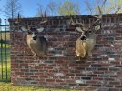 10 & 11 pt whitetail mounts together.jpg