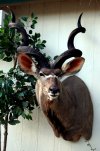 Kudu Bull Re.jpg