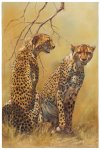 Cheetah Pair - Oil.jpg