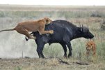 lions_hunting_buffalo002.JPG