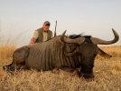 World Record Blue Wildebeest.jpg