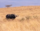 Cape Buffalo Before.JPG