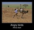 angry birds.jpg