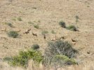 Red Hartebeest.JPG