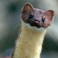 Stoat