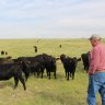 Colorado cowman