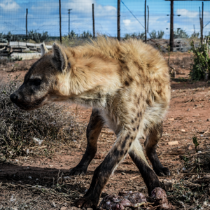 Spotted Hyena South Africa