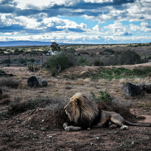 Lion South Africa