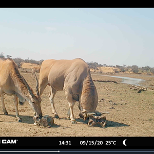 Eland bull at Zana Botes Safari