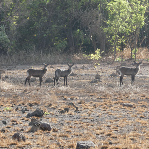 Youngs Sing-Sing Waterbucks