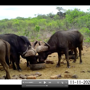 Buffalo. South Africa.