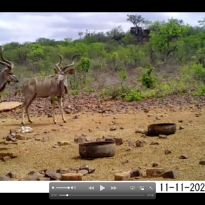 Kudu. South Africa