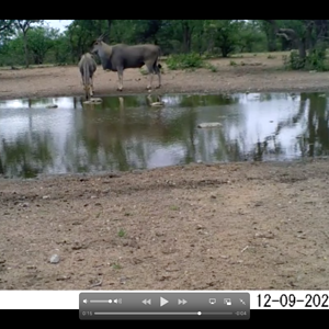 Eland South Africa