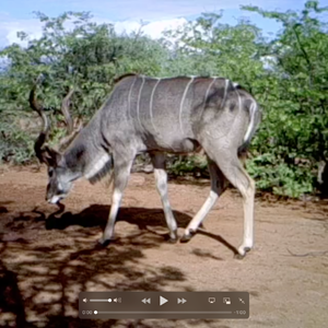 Trailcam Kudu Bull. South Africa