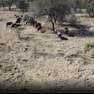 Buffalo Bachelor Herd