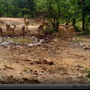 Impala herd