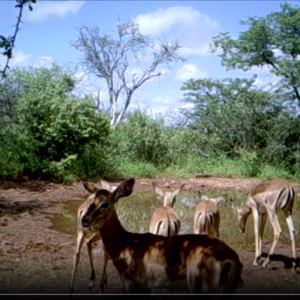 Impala