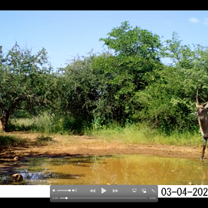 Waterbuck