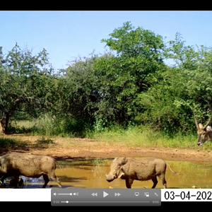 Waterbuck & Warthog