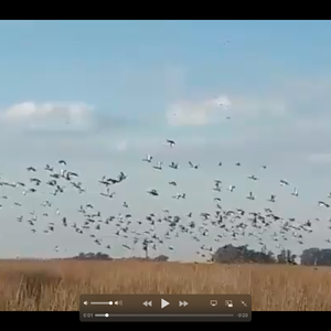 Couple of days ago in our Duck hunting area