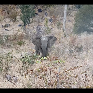 Frontal brain shot on an Elephant bull