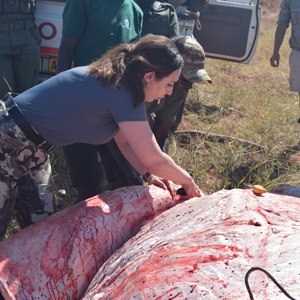 Hippo Skinning Zimbabwe