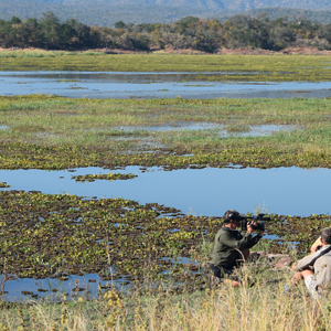 Hippo In Sight Zimbabwe