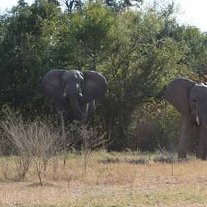 Elephants On The Flood Plains Zimbabwe