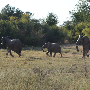 Elephants On The Flood Plains Zimbabwe