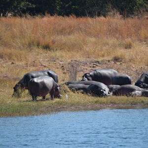 Omay Hippos