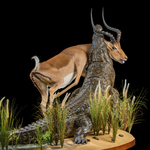 Crocodile & Impala Full Mount Taxidermy Scene