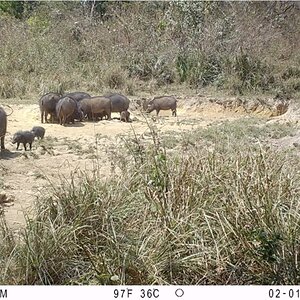 Giant Forest Hog