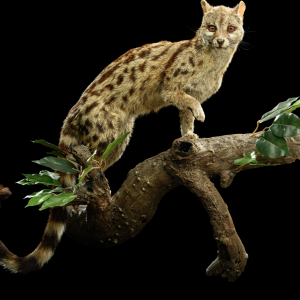 Genet Fullmount Taxidermy