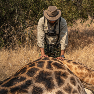 Giraffe Africa