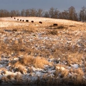 Driven Hunt in Romania