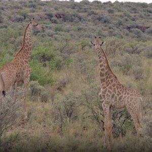 Rhino Lodge - GAME Trackers AFRICA