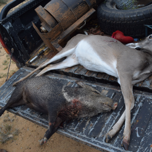 Whitetail & Javelina Hunt