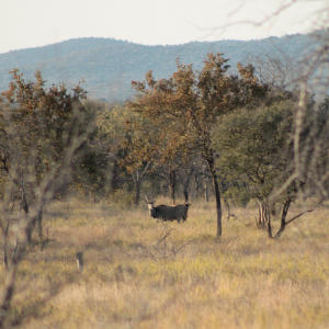 Eland Buffalo Limpopo South Africa