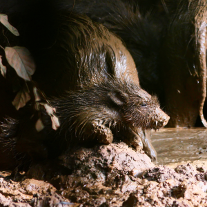 Giant Forest Hog In Central African Republic C.A.R