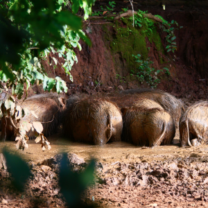 Giant Forest Hog In Central African Republic C.A.R