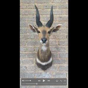 Bushbuck Shoulder Mount Taxidermy