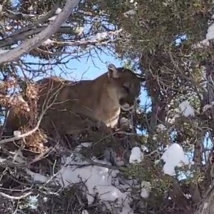 Mountain Lion Rocky Mountains