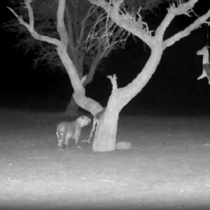 Leopard Bait Namibia