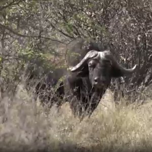 Hunting Buffalo