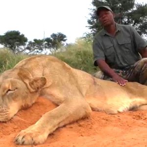 Lioness Hunt