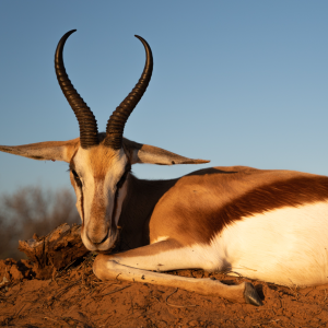 Springbok Kalahari