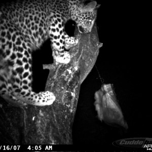 Leopard on Bait at Ozondjahe Safaris Namibia