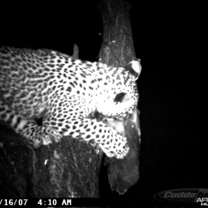 Leopard on Bait at Ozondjahe Safaris Namibia