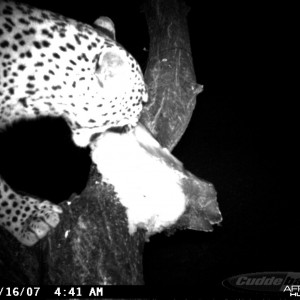 Leopard on Bait at Ozondjahe Safaris Namibia