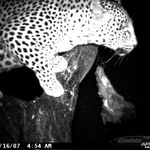 Leopard on Bait at Ozondjahe Safaris Namibia